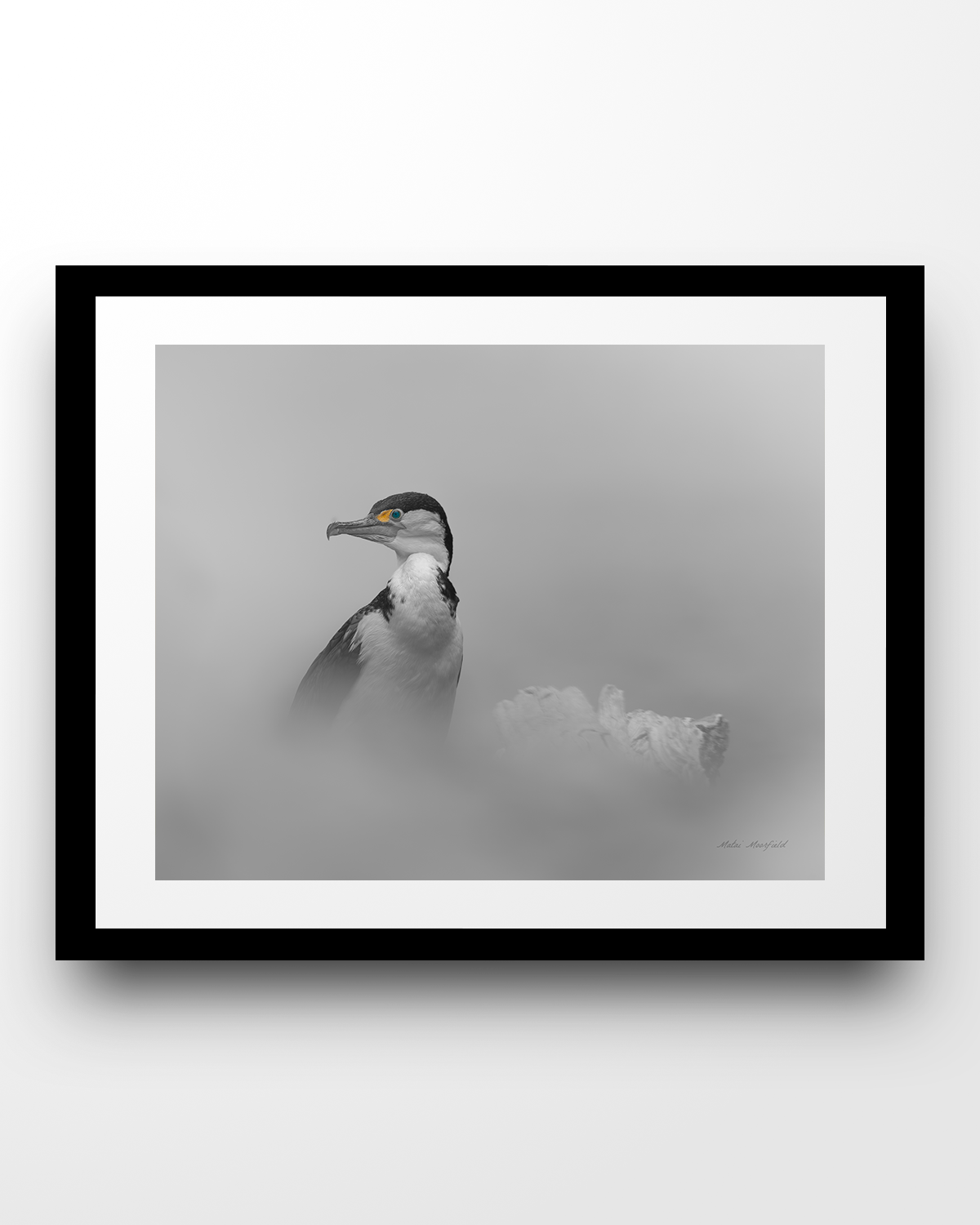 Fine Art Pied Shag Wildlife Print - New Zealand Bird Photography